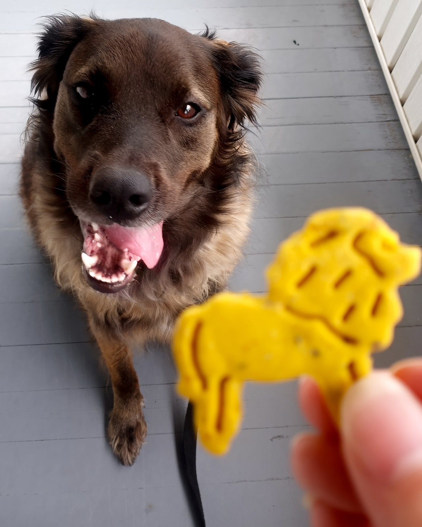 Animal Crackers