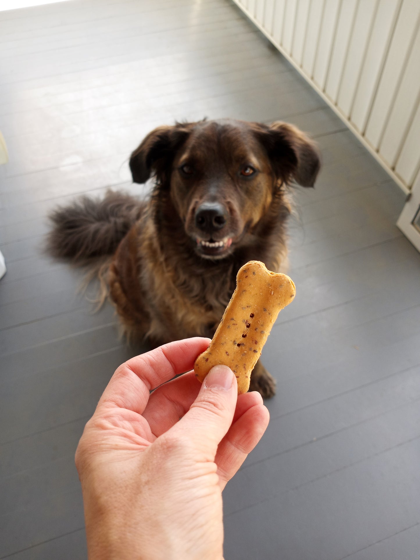 Storm with Grain Free Beef Biscuits