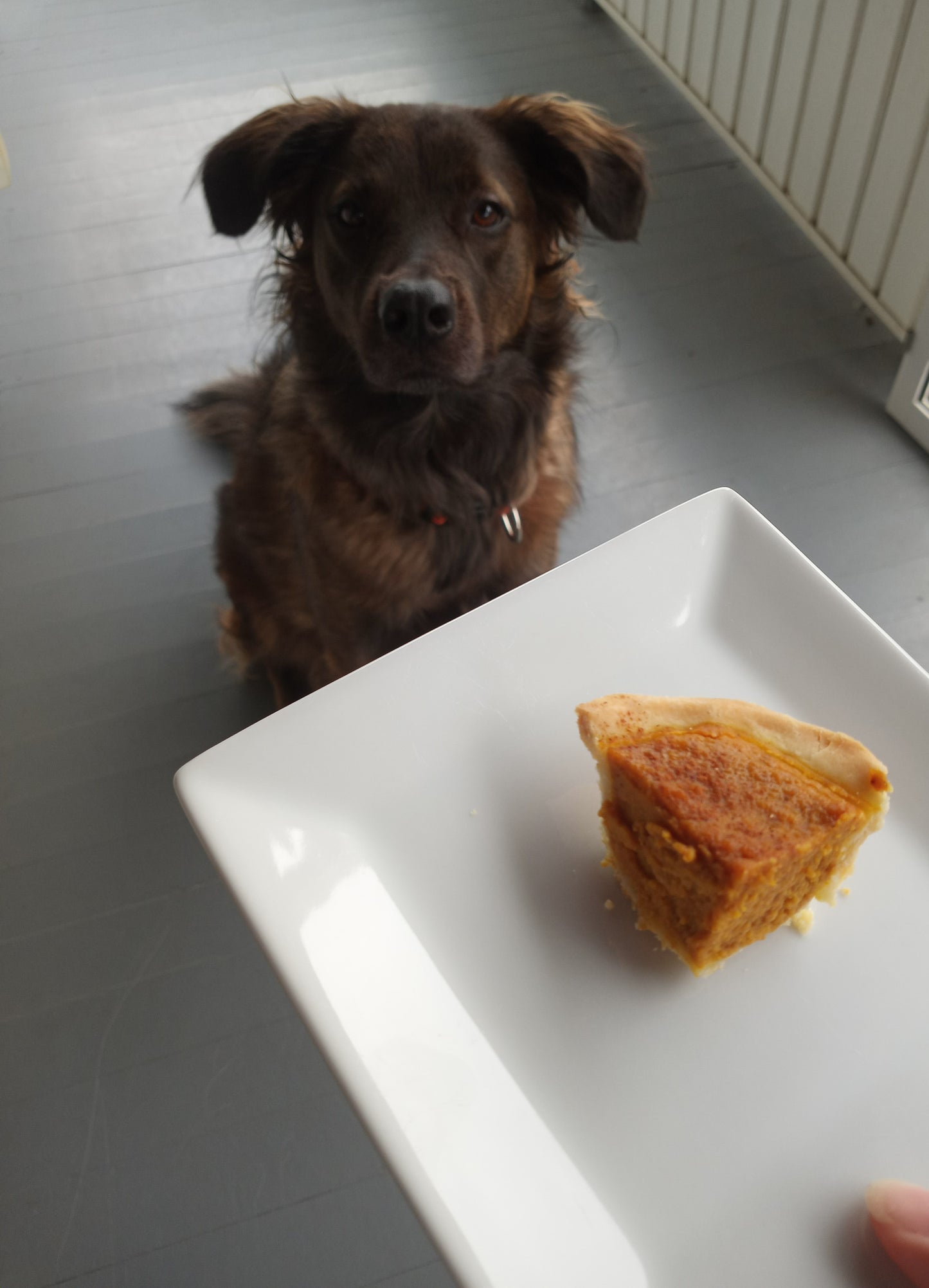 Pumpkin Pie