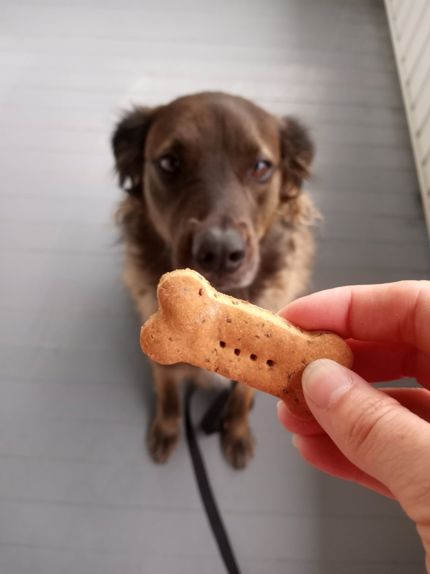 Storm with Peanut Buter & Strawberry Biscuit