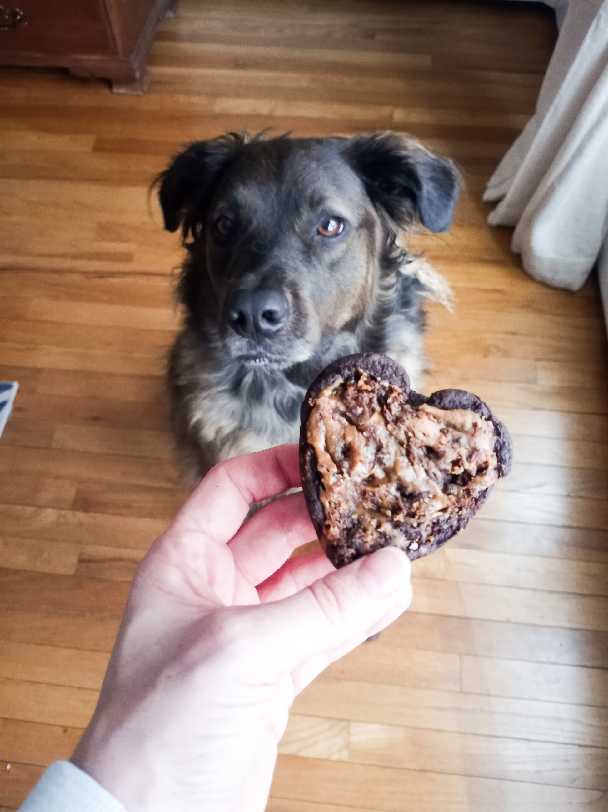 Storm with Carob & Pumpkin Brownies for Dogs
