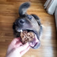 Storm Eating Carob & Pumpkin Brownies for Dogs