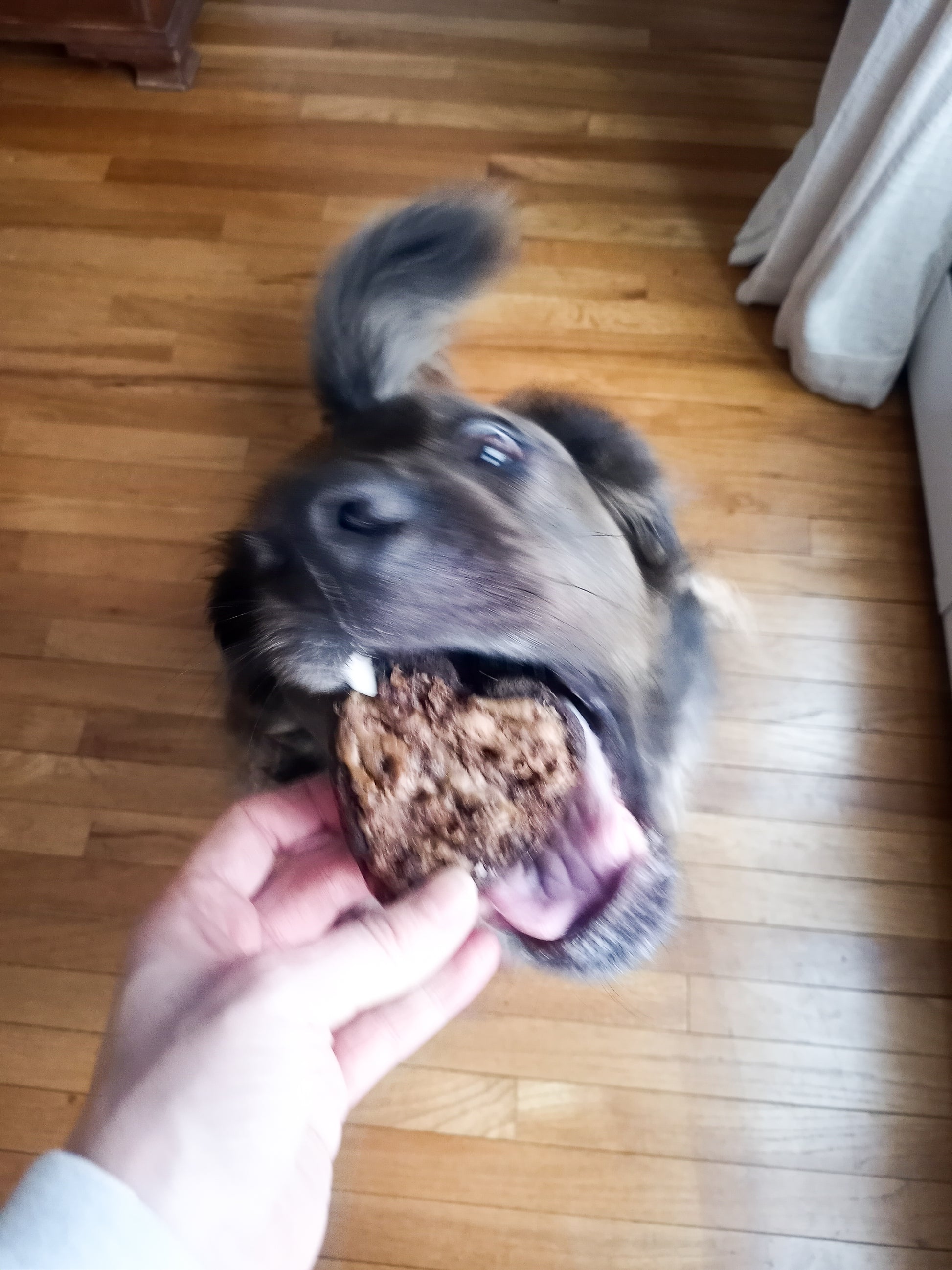 Storm Eating Carob & Pumpkin Brownies for Dogs