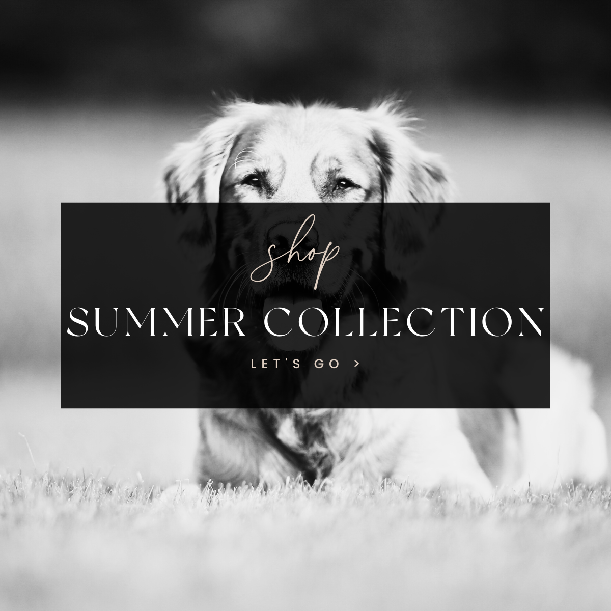Summer Collection