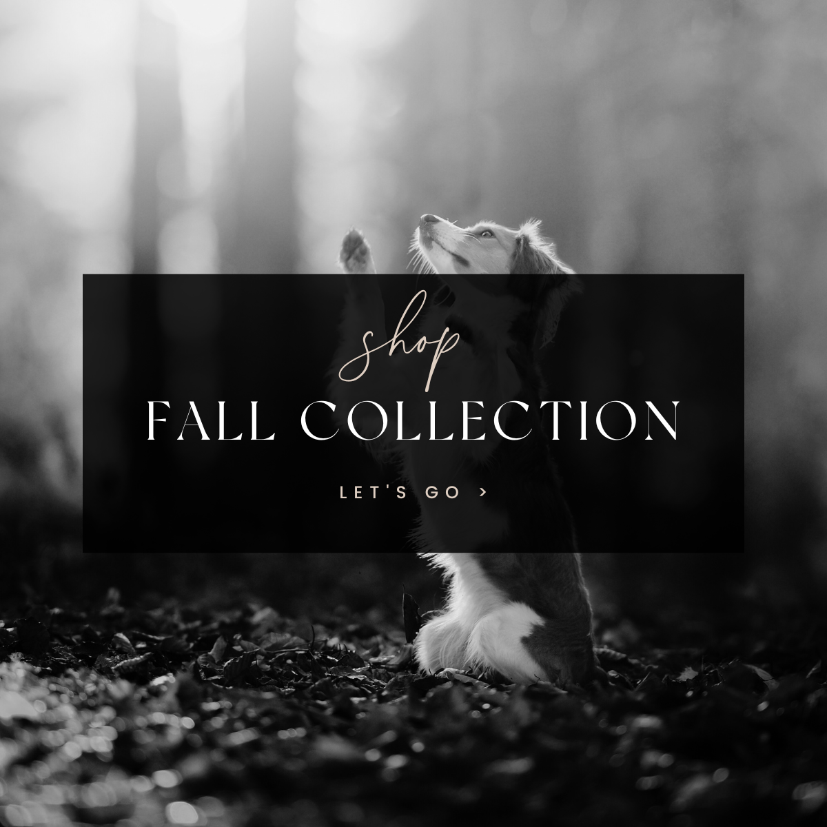 Fall Collection