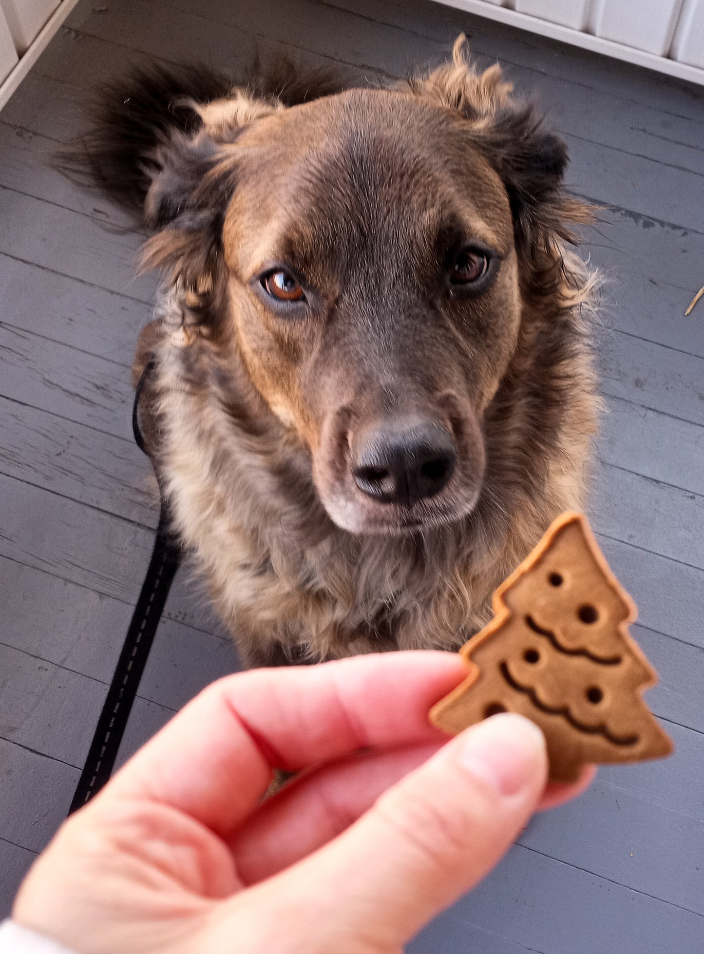 "Chocolate" PB Christmas Tree