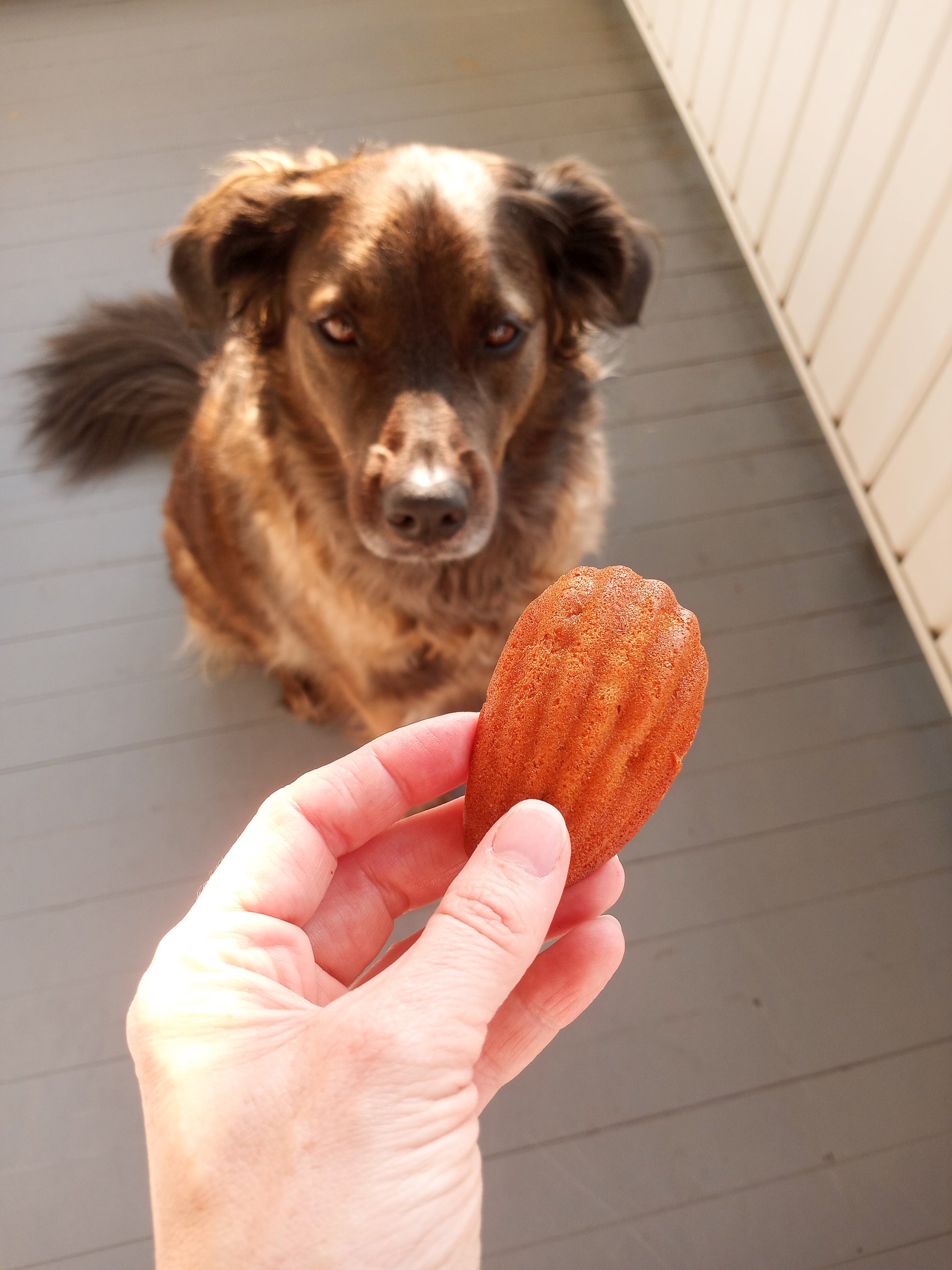 Storm with Strawberry Madeleine