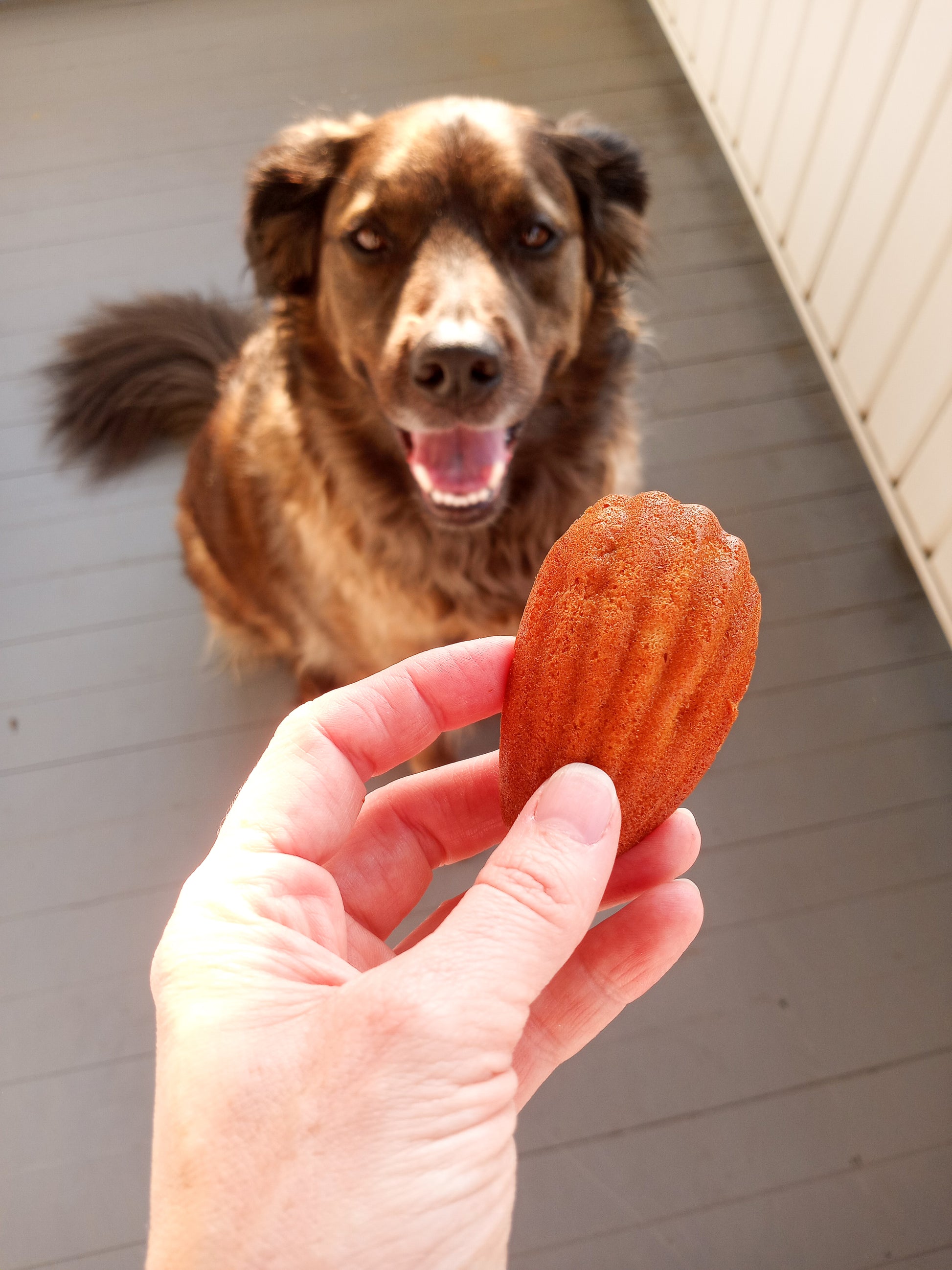 Storm with Strawberry Madeleine