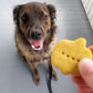 Pumpkin Spice Biscuits