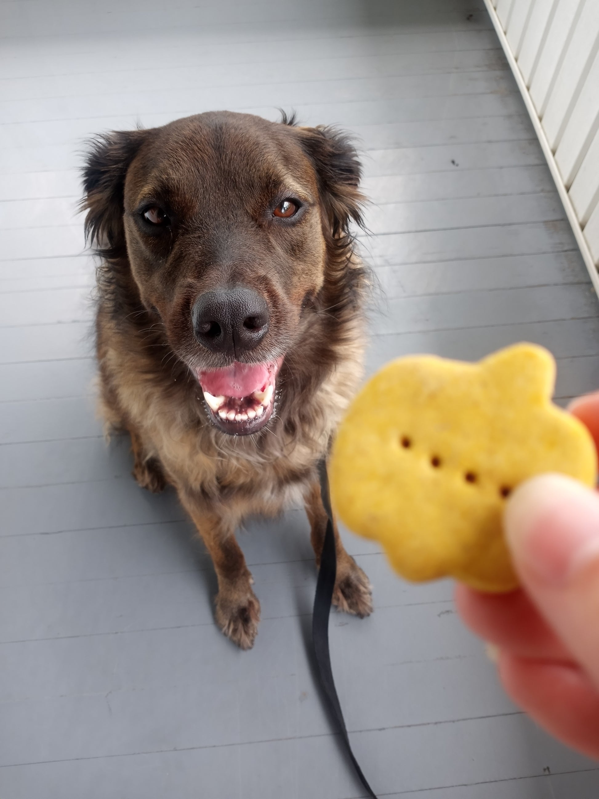 Pumpkin Spice Biscuits